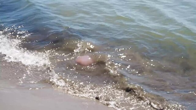 Medusa arrastrada a la orilla de la playa dando vueltas en las olas del mar.