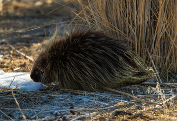 Porcupine