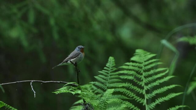 Red-breasted flycatcher, Ficedula parva perched in an old forest in Estonia, Northern Europe.