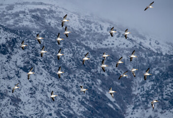 White Pelicans thermalling the Wasatch Front