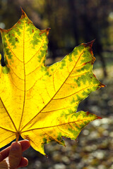 Bright yellow maple leaf in the park