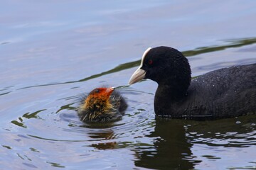 Mother coot, Fulica atra, with a chick on a lake.