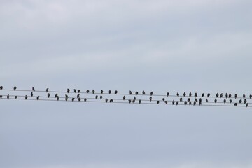 Flock of starlings on a power line