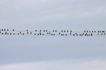 Flock of starlings on a power line