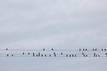 Flock of starlings on a power line