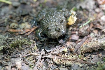 Yellow-bellied toad, Bombina variegata