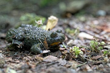 Yellow-bellied toad, Bombina variegata