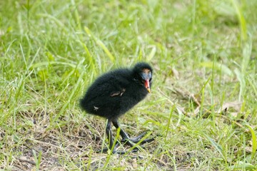 Common moorhen chick, Gallinula chloropus, on a meadow.