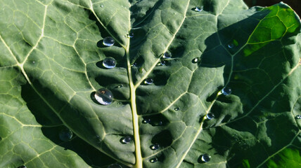 dew drops on green cabbage leaf. borecole kale