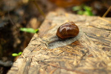 The snail crawls on the board. Animal with shell.
