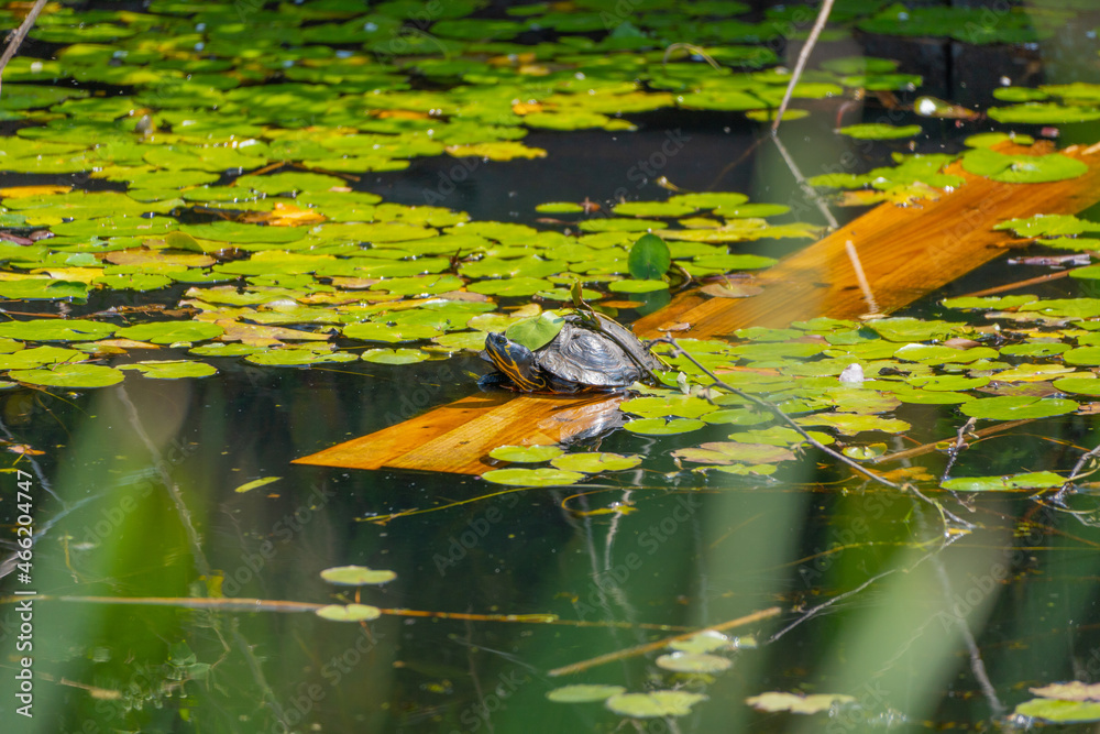 Poster Turtle on a wood plank in a pond