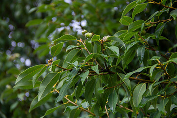 Close-up of green leaves and acorns of Quercus myrsinifolia, commonly called Chinese ring-cupped oak or Japanese white Oak in Sochi arboretum