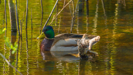 Male mallard duck swimming on the pond