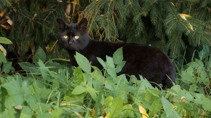 Czarny kot z zielonymi oczami - obrazy, fototapety, plakaty