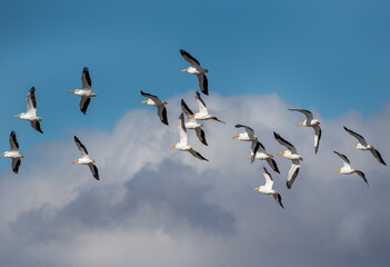 Pelicans thermalling