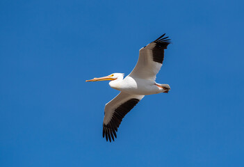 White Pelican