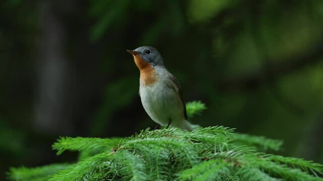 Close-up of an adult male Red-breasted flycatcher, Ficedula parva in an old-growth boreal forest in Estonia, Northern Europe.