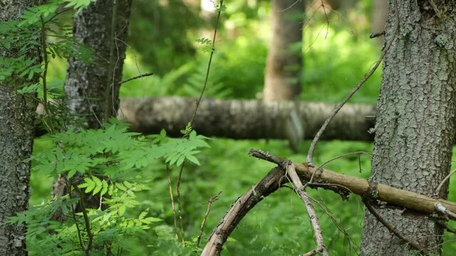 Red-breasted flycatcher, Ficedula parva perched in an old forest and flying in Estonia, Northern Europe.	