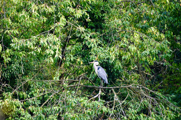 Grey heron on a branch, Coombe Abbey, Coventry, England, UK
