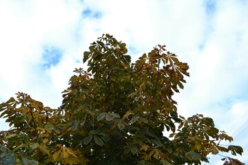 branches against sky