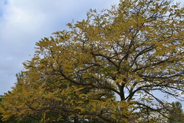 Fototapeta premium tree in the sky
