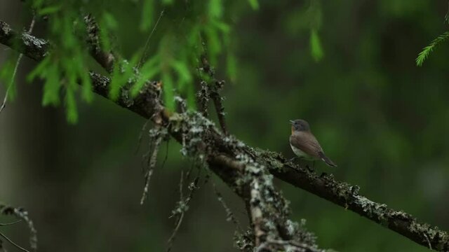 Red-breasted flycatcher, Ficedula parva perched in an old forest and singing in Estonia, Northern Europe.	