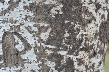 Obraz premium bark texture