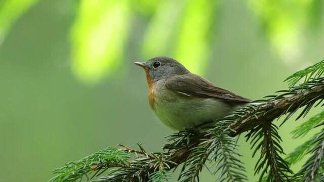 Close-up of an adult male Red-breasted flycatcher, Ficedula parva in an old-growth boreal forest in Estonia, Northern Europe.
