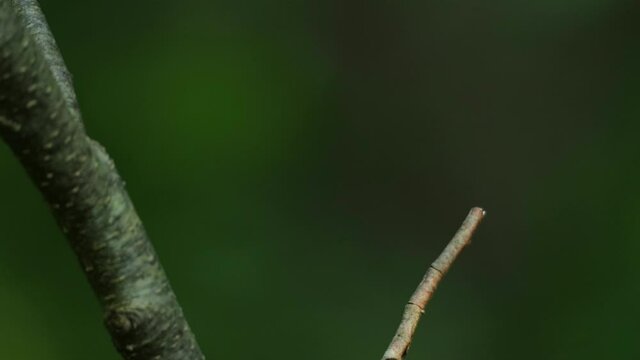 Close-up of an adult male Red-breasted flycatcher, Ficedula parva in an old-growth boreal forest in Estonia, Northern Europe.
