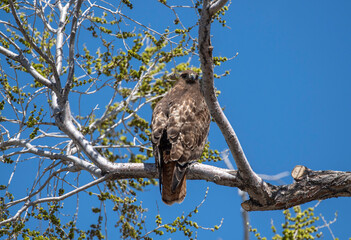 Red Tailed Hawk