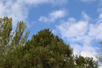 Obraz premium forest and sky