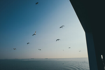 a flock of seagulls hovers over the sea near the ship