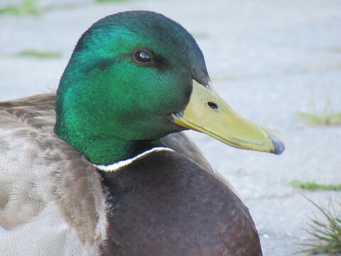 duck.