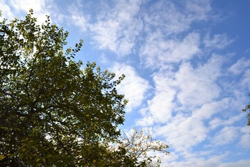 sky and tree
