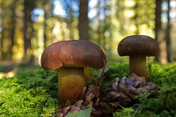 Mushroom in the forest in green moss