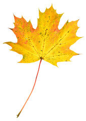 Oktober, maple leaf isolated on white background