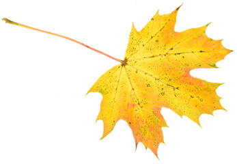Oktober, maple leaf isolated on white background