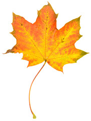 Naklejka na ściany i meble Oktober, maple leaf isolated on white background