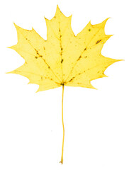 Oktober, maple leaf isolated on white background