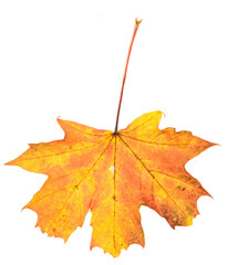 Oktober, maple leaf isolated on white background