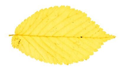 Autumn leaf isolated on white background