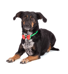 Dog with a Christmas collar isolated