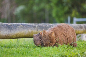 Wombat and her baby grazing on grass at Bendeela Campground.