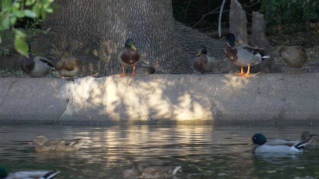 Ducks sitting on the edge of a pond