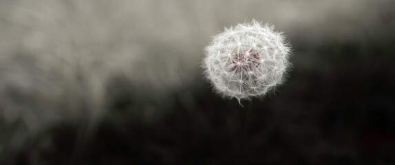 One large circular dandelion seed bulb close-up on blurred meadow background
