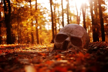 Sztuczna biała czaszka w jesiennym złocistym słonecznym parku