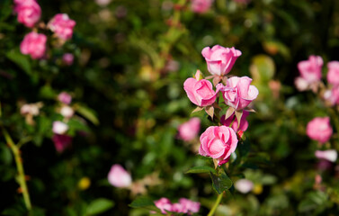 rosebush sprouting small pink flowers