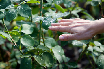 hand touching a leaf with water drops