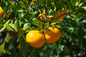 温州ミカン　鹿児島県出水市