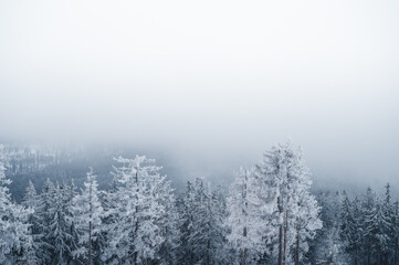 Fototapeta na wymiar fog in the forest with snow on the trees